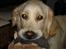 Golden retriever Chili   R.I.P