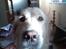 Golden retriever Chili   R.I.P