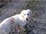 Golden retriever Chili   R.I.P
