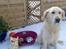 Golden retriever Chili   R.I.P