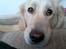 Golden retriever Chili   R.I.P