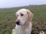 Golden retriever Chili   R.I.P