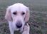 Golden retriever Chili   R.I.P