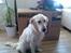 Golden retriever Chili   R.I.P