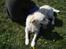 Golden retriever Chili   R.I.P