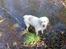 Golden retriever Chili   R.I.P