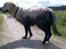 Golden retriever Chili   R.I.P - Bladdergris!