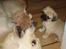 Golden retriever Chili   R.I.P - Chili og Tyson (vores anden hund)