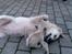 Golden retriever Chili   R.I.P - Chili og Tyson