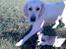 Golden retriever Chili   R.I.P