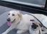 Golden retriever Chili   R.I.P