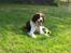 Engelsk springer spaniel Fifi