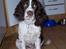 Engelsk springer spaniel Fifi