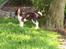 Engelsk springer spaniel Fifi