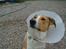 Blanding af racer bailey - Bailey lige blevet kastreret:-)