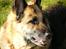 Schæferhund Nathja RIP - 2009/ 13½ ÅR - Nathja D. 8 Marts 2009. 