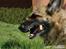 Schæferhund Nathja RIP - 2009/ 13½ ÅR - Nathja D. 22 April 2008. Spiser tyggeben.