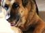 Schæferhund Nathja RIP - 2009/ 13½ ÅR - Nathja D. 22 Marts 2009. <3