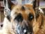 Schæferhund Nathja RIP - 2009/ 13½ ÅR - Nathja. D. 22 Marts 2009. FORDI DU STADIG VAR EN LIVSGLAD GAMMEL HUND !