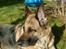 Schæferhund Nathja RIP - 2009/ 13½ ÅR - Nathja  D.15 Februar 2008.