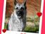 Schæferhund Nathja RIP - 2009/ 13½ ÅR - Nathja - Evig & Altid <3 :´)