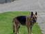 Schæferhund Nathja RIP - 2009/ 13½ ÅR - Nathja på tur D. 20 Juni 2008. <3