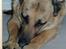 Schæferhund Nathja RIP - 2009/ 13½ ÅR - Nathja D. 18 Februar 2008. 