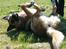 Schæferhund Nathja RIP - 2009/ 13½ ÅR - Nathja D. 13 Maj 2008. Altid En Glad Hund. <3