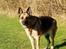 Schæferhund Nathja RIP - 2009/ 13½ ÅR - Nathja i Februar 2008.