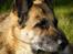 Schæferhund Nathja RIP - 2009/ 13½ ÅR - Nathja D. 11 Marts 2009. <3