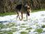 Schæferhund Nathja RIP - 2009/ 13½ ÅR - Nathja D. 13 Februar 09. På gå tur i sneen.