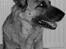 Schæferhund Nathja RIP - 2009/ 13½ ÅR - Nathja i Januar 2008. <3