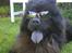 Chow chow Oscar - KARL-SMART!! Oscar - 1½ år, juni 08