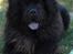 Chow chow Oscar - Oscar er bare glad som altid