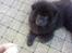 Chow chow Oscar - Oscar - 4 måneder gammel