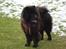 Chow chow Oscar - Oscar - 1 år