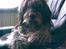 Ruhåret hønsehund Rex ( Død) R.I.P . 