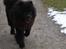 Chow chow Oscar - Oscar - 1 år - Fuld fart frem!