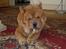 Chow chow Balou