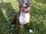 Amerikansk staffordshire terrier Aico R.I.P - Venter på Far skal kaste bolden...