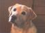 Labrador retriever Richo  R.I.P 2009  - Er jeg ikk bare sød?! 