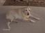 Labrador retriever Richo  R.I.P 2009  - Ligger lige og slapper lidt af!! 