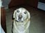 Labrador retriever Richo  R.I.P 2009  - Jaja nu kigger jeg! 