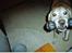 Labrador retriever Richo  R.I.P 2009  - Mig med mit legetøj... 