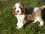 Cavalier king charles spaniel Aslan R.I.P. (Himmelhund) - jeg er 5 uger
