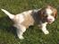 Cavalier king charles spaniel Aslan R.I.P. (Himmelhund) - jeg kan også slikke mig om munden