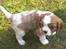 Cavalier king charles spaniel Aslan R.I.P. (Himmelhund) - Er jeg ikke bare lidt sød ?