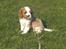 Cavalier king charles spaniel Aslan R.I.P. (Himmelhund) - hvor er mor ??