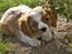 Cavalier king charles spaniel Aslan R.I.P. (Himmelhund) - jeg elsker at gnave i pinde