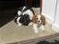 Cavalier king charles spaniel Allways Almighty Xelma RIP Himmelhund. - og her er jeg med min søn Aslan,som de glemte at sælge